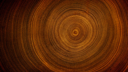 Detailed warm dark brown and orange tones of a felled tree trunk or stump. Rough organic texture of...