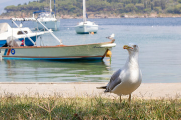 Seagull laid on the ground.