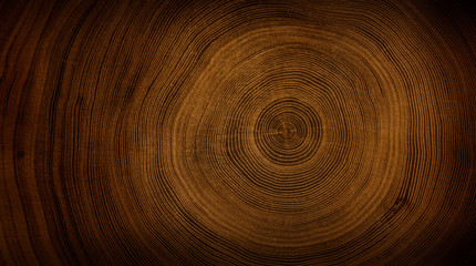 Detailed warm dark brown and orange tones of a felled tree trunk or stump. Rough organic texture of tree rings with close up of end grain.