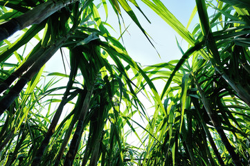 Obraz na płótnie Canvas Closeup of sugarcane plants growing at field