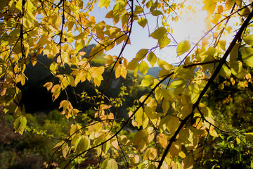 Autumn colorful leaves in the mountains of Crimea