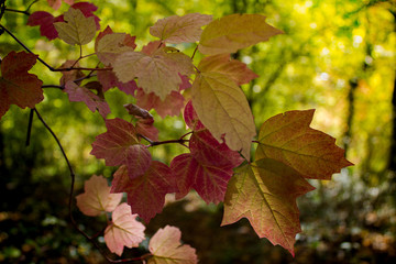 Autumn colorful leaves in the mountains of Crimea