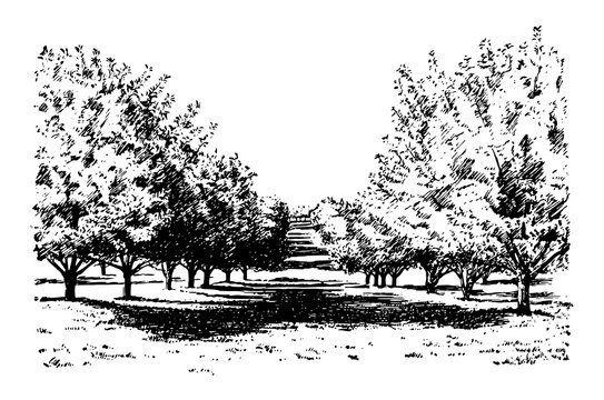 California Apple Orchard, vintage illustration.