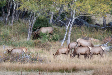 bull elk in Colorado
