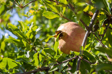 Ripe pomegranate fruit standing on the branch.
