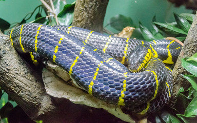 Mangrove Snake