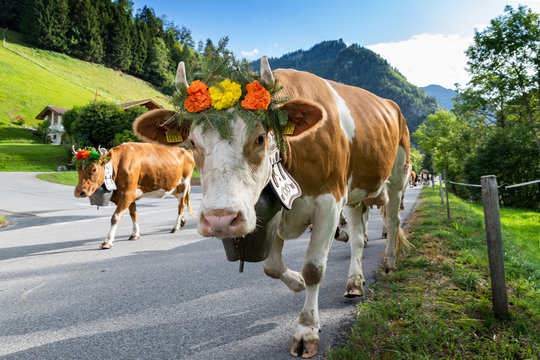 transhumance event in Charmey