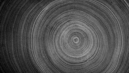 Black and white cut wood texture. Detailed black and white texture of a felled tree trunk or stump. Rough organic tree rings with close up of end grain.