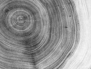 Fensteraufkleber Black and white cut wood texture. Detailed black and white texture of a felled tree trunk or stump. Rough organic tree rings with close up of end grain. © CaptureAndCompose