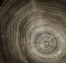 Sepia tones cut wood texture. Detailed black and white texture of a felled tree trunk or stump. Rough organic tree rings with close up of end grain. - 296852337