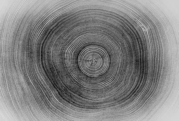 Möbelaufkleber Black and white cut wood texture. Detailed black and white texture of a felled tree trunk or stump. Rough organic tree rings with close up of end grain. © CaptureAndCompose
