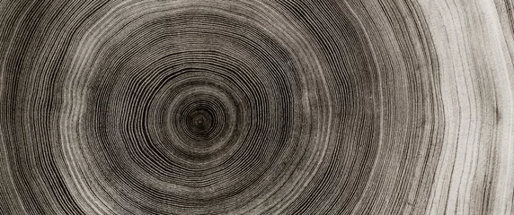 Fotobehang Hout Warm grijs gesneden houtstructuur. Gedetailleerde zwart-witte textuur van een gekapte boomstam of stomp. Ruwe organische boomringen met close-up van eindnerf.