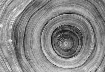 Papier Peint photo Bois Black and white cut wood texture. Detailed black and white texture of a felled tree trunk or stump. Rough organic tree rings with close up of end grain.