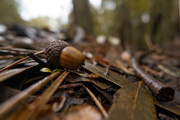 Fallen acorn and twigs on forest floor in autumn, surrounded by brown leaves. Shallow focus with blurry background.