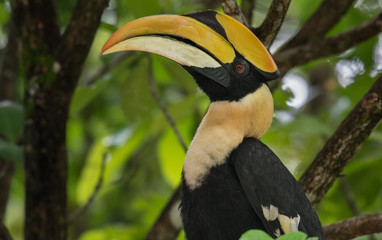 Fototapeta premium Closeup The Great Hornbill on the tree in nature