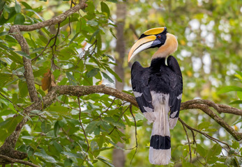 The Great Hornbill on branch in nature © sunti
