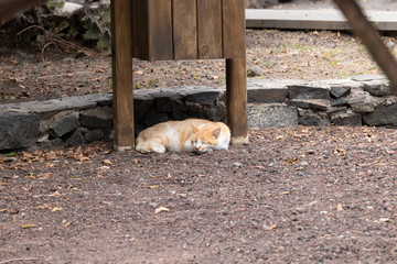 The red cat, carelessly dozing and basking on warm lava pebbles. Shot with a telephoto lens. Playa De Caleta, northeast of La Gomera Island. Canary islands, Spain