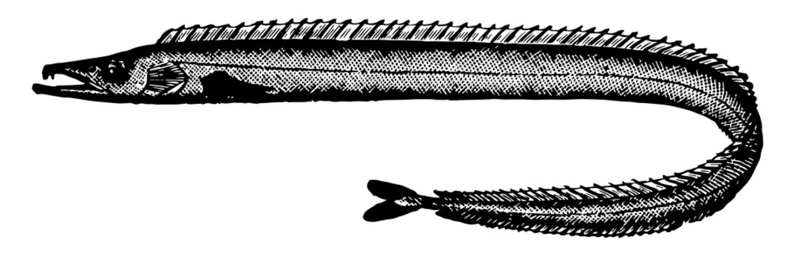Silver Scabbardfish vintage illustration.