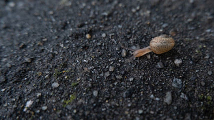 Small snail from above, moving slowly along a wet black wall.