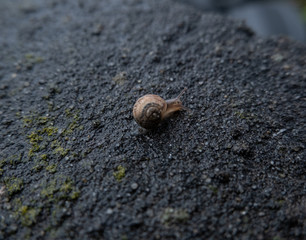 Small land snail moving along a dark wet wall on a rainy day