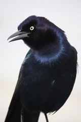 male grackle profile mouth open