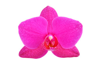 Magenta orchid flower