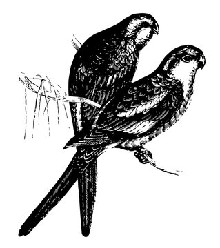 Ringed Parakeet, vintage illustration.