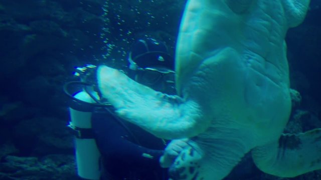 Taucher streichelt Meeresschildkr&ouml;te - Diver pets sea turtle