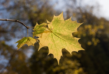 Yellow leaves in autumn park, golden fall