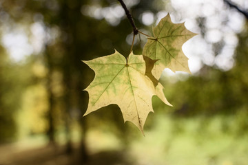 Naklejka na ściany i meble Yellow maple leaves with blurred natural background