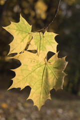 Yellow maple leaves with blurred natural background