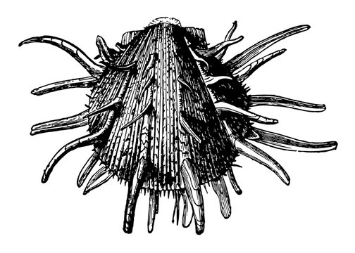 Spondylus Regius vintage illustration.