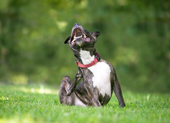 A brindle and white Pit Bull Terrier mixed breed dog sitting outdoors and scratching at its collar