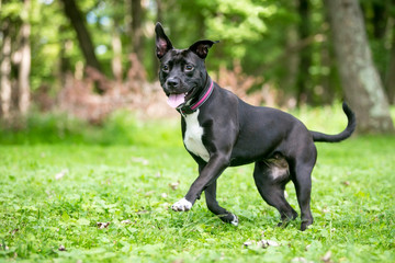 A happy black and white Pit Bull Terrier mixed breed dog with floppy ears running outdoors