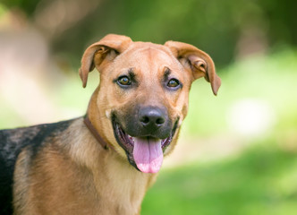 Fototapeta na wymiar A German Shepherd Dog puppy with floppy ears outdoors
