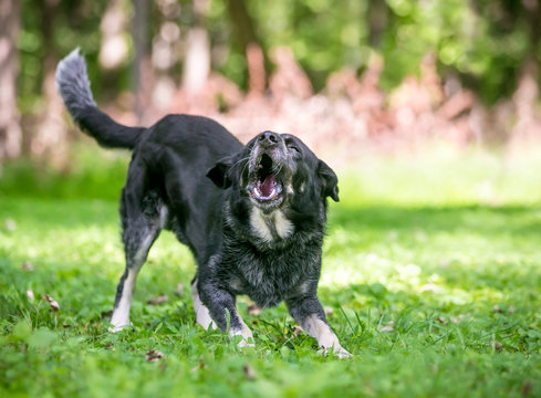 A playful Border Collie / Australian Cattle Dog mixed breed dog standing in a play bow position and barking