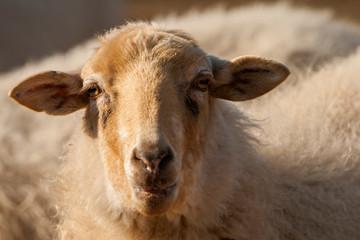 Schaf (Ovis)