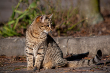 Hauskatze (Felis silvestris forma catus)