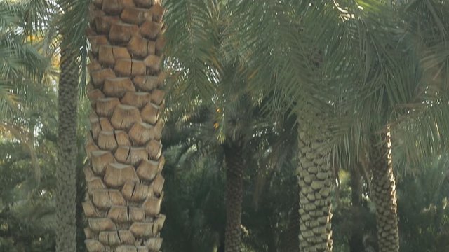Fluffy and spreading top of a palm tree against a blue sky, close-up of palm tree leaves. Hot Summer. Vacation, rest, relax. Panorama of the tree from the bottom up.