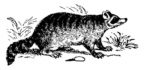Common Raccoon vintage illustration. © Morphart