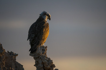 Eastern Osprey last light sunset watch