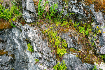 Old marble rock overgrown with green vegetation and moss is close