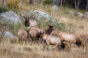 bull elk in Colorado