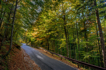 Fototapeta premium bend in mountain road in the forest
