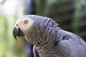 Obraz premium Close up low angle view of African Grey Gray Parrot showing head plumage feathers eyes and beak