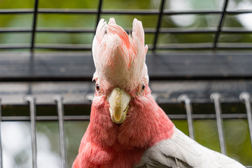 Close up low angle view of Pink and White Galah Galahs showing head plumage feathers eyes and beak