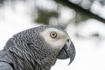 Close up low angle view of African Grey Gray Parrot showing head plumage feathers eyes and beak