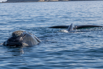 Fototapeta premium Franca austral whale emerging head and tail off the water