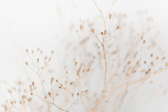 Delicate Dry Grass Branch On White Background