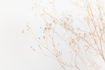 Delicate Dry Grass Branch on White Background